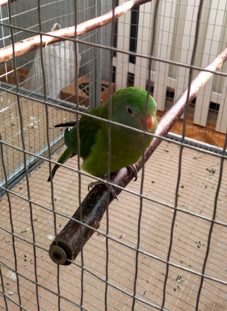 Egzotyczne ptaki na&nbsp;wystawie w&nbsp;ośrodku kultury w&nbsp;Chorzelowie