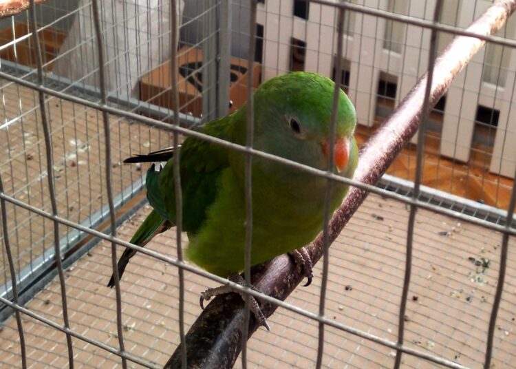 Egzotyczne ptaki na wystawie w ośrodku kultury w Chorzelowie