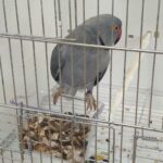 Egzotyczne ptaki na wystawie w ośrodku kultury w Chorzelowie - Polskie Radio Rzeszów