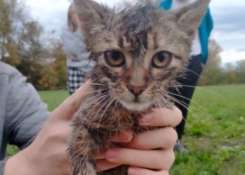 Nastolatek wrzucił kotka do&nbsp;studzienki kanalizacyjnej