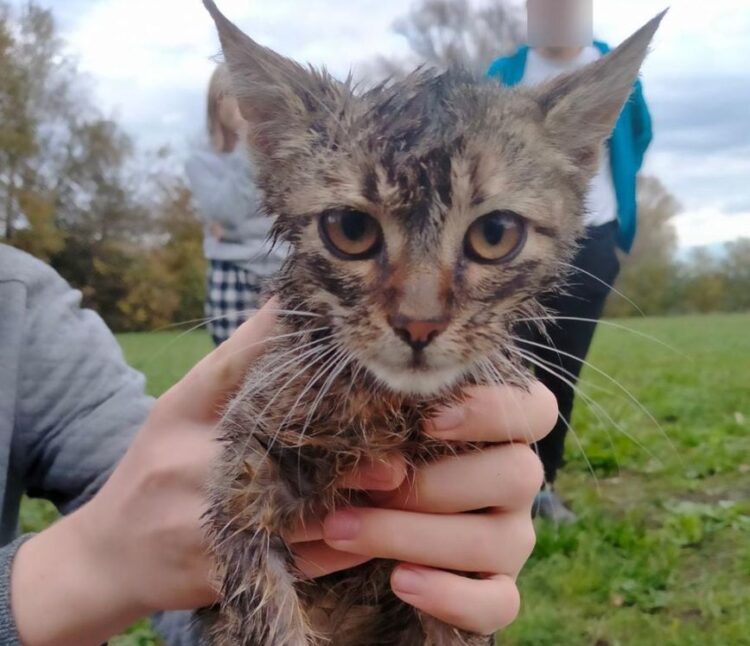 Nastolatek wrzucił kotka do studzienki kanalizacyjnej