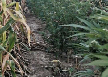 Nielegalna plantacja konopi indyjskich w&nbsp;powiecie przemyskim