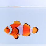 Akwarystyka morska, czyli podwodny świat ryb i koralowców - Polskie Radio Rzeszów