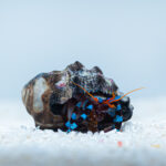 Akwarystyka morska, czyli podwodny świat ryb i koralowców - Polskie Radio Rzeszów