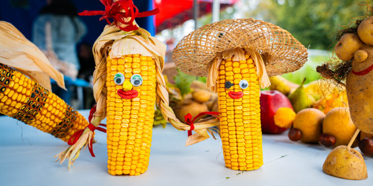 Dekoracyjna kukurydza wystawiona na Jesiennej Giełdzie Ogrodniczej w Boguchwale