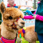 18. Jesienna Giełda Ogrodnicza w Boguchwale 27 - Polskie Radio Rzeszów 18. Jesienna Giełda Ogrodnicza w Boguchwale - Polskie Radio Rzeszów