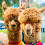 18. Jesienna Giełda Ogrodnicza w Boguchwale 28 - Polskie Radio Rzeszów 18. Jesienna Giełda Ogrodnicza w Boguchwale - Polskie Radio Rzeszów