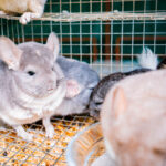 18. Jesienna Giełda Ogrodnicza w Boguchwale 40 - Polskie Radio Rzeszów 18. Jesienna Giełda Ogrodnicza w Boguchwale - Polskie Radio Rzeszów