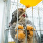 18. Jesienna Giełda Ogrodnicza w Boguchwale 48 - Polskie Radio Rzeszów 18. Jesienna Giełda Ogrodnicza w Boguchwale - Polskie Radio Rzeszów