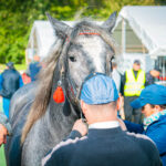 18. Jesienna Giełda Ogrodnicza w Boguchwale 53 - Polskie Radio Rzeszów 18. Jesienna Giełda Ogrodnicza w Boguchwale - Polskie Radio Rzeszów