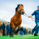 18. Jesienna Giełda Ogrodnicza w Boguchwale 57 - Polskie Radio Rzeszów 18. Jesienna Giełda Ogrodnicza w Boguchwale - Polskie Radio Rzeszów