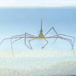 Akwarystyka morska, czyli podwodny świat ryb i koralowców - Polskie Radio Rzeszów