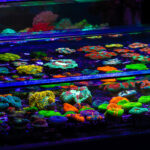 Akwarystyka morska, czyli podwodny świat ryb i koralowców - Polskie Radio Rzeszów