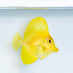 Akwarystyka morska, czyli podwodny świat ryb i koralowców - Polskie Radio Rzeszów