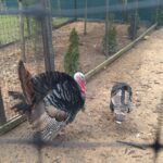 " Ptasie radio, czyli Brzyska 9"– reportaż Małgorzaty Iwanickiej 3 - Polskie Radio Rzeszów " Ptasie radio, czyli Brzyska 9"– reportaż Małgorzaty Iwanickiej - Polskie Radio Rzeszów