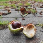 Zamkolandia i Jesienna rozmowa 6 - Polskie Radio Rzeszów Zamkolandia i Jesienna rozmowa - Polskie Radio Rzeszów