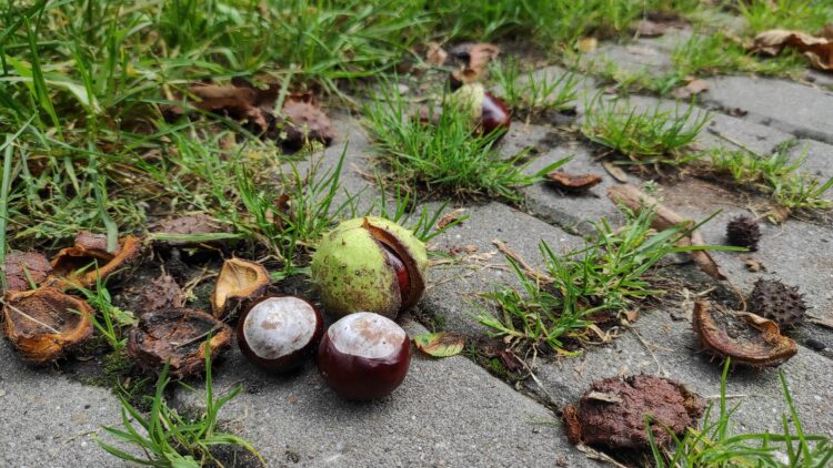 Zamkolandia i Jesienna rozmowa