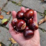 Zamkolandia i Jesienna rozmowa 4 - Polskie Radio Rzeszów Zamkolandia i Jesienna rozmowa - Polskie Radio Rzeszów