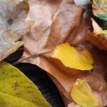 Zamkolandia i Jesienna rozmowa 3 - Polskie Radio Rzeszów Zamkolandia i Jesienna rozmowa - Polskie Radio Rzeszów