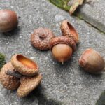 Zamkolandia i Jesienna rozmowa 2 - Polskie Radio Rzeszów Zamkolandia i Jesienna rozmowa - Polskie Radio Rzeszów