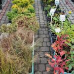 Ekologiczne produkty na Podkarpackim Bazarku (fotogaleria) 2 - Polskie Radio Rzeszów Ekologiczne produkty na Podkarpackim Bazarku (fotogaleria) - Polskie Radio Rzeszów