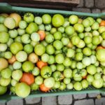 Ekologiczne produkty na Podkarpackim Bazarku (fotogaleria) 11 - Polskie Radio Rzeszów Ekologiczne produkty na Podkarpackim Bazarku (fotogaleria) - Polskie Radio Rzeszów