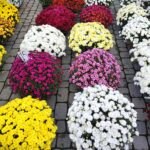 Ekologiczne produkty na Podkarpackim Bazarku (fotogaleria) 7 - Polskie Radio Rzeszów Ekologiczne produkty na Podkarpackim Bazarku (fotogaleria) - Polskie Radio Rzeszów