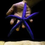 Akwarystyka morska, czyli podwodny świat ryb i koralowców - Polskie Radio Rzeszów