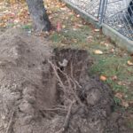 Uszkodzone drzewa podczas prac na pasie zieleni przy ul. Wita Stwosza 3 - Polskie Radio Rzeszów Uszkodzone drzewa podczas prac na pasie zieleni przy ul. Wita Stwosza - Polskie Radio Rzeszów