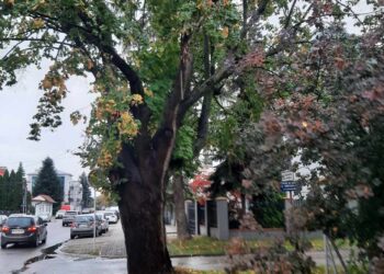 Uszkodzone drzewa podczas prac na&nbsp;pasie zieleni przy ul.&nbsp;Wita Stwosza