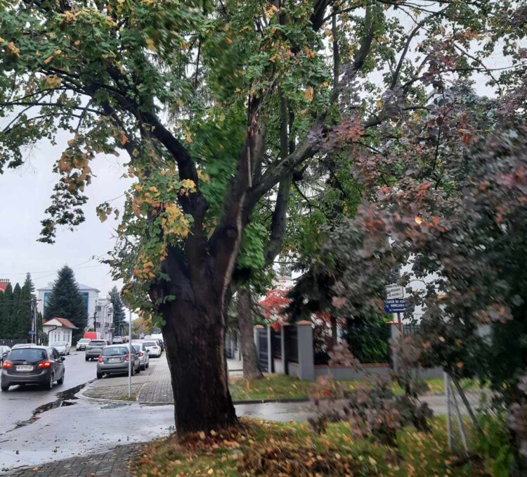 Uszkodzone drzewa podczas prac na pasie zieleni przy ul. Wita Stwosza