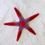 Akwarystyka morska, czyli podwodny świat ryb i koralowców - Polskie Radio Rzeszów