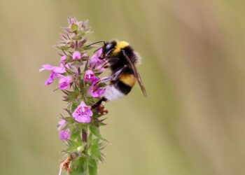 „Cnót masz więcej niż bukwica” – roślina, która&nbsp;działa cuda