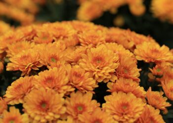 Chryzantemy i&nbsp;stroiki – przygotowania do&nbsp;Dnia Wszystkich Świętych