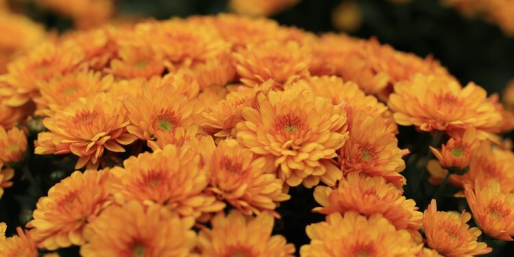 chrysanthemums 6558045 1280