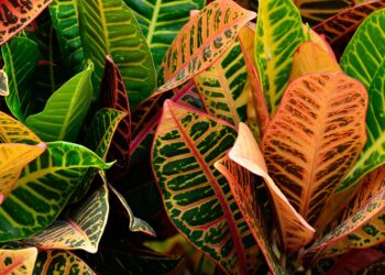 W&nbsp;Rzeszowie trwa Festiwal Roślin