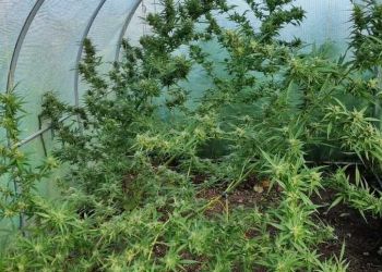 Narkotyki, broń i&nbsp;amunicja u&nbsp;mieszkańca powiatu krośnieńskiego