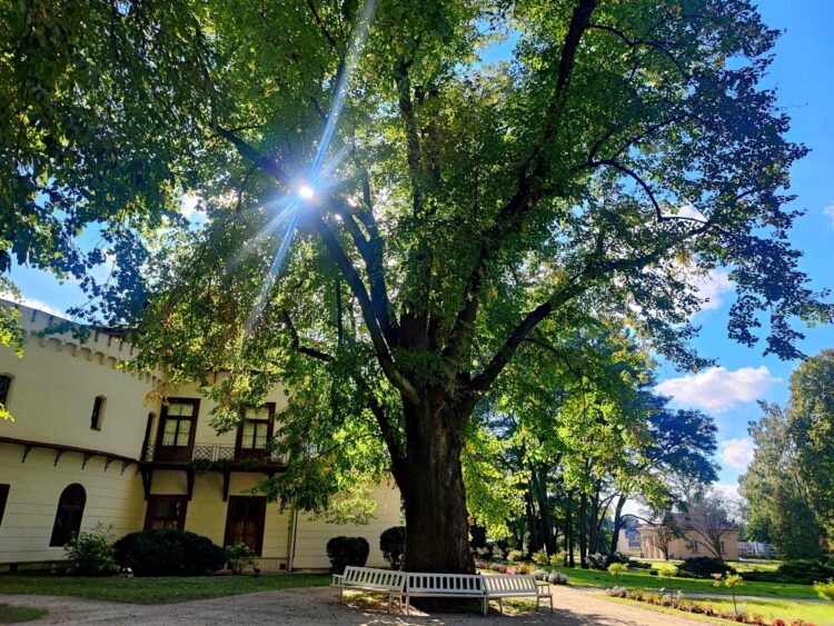 Ruszyła zbiórka na upamiętnienie w Przeworsku księcia Andrzeja Lubomirskiego 1 - Polskie Radio Rzeszów Ruszyła zbiórka na upamiętnienie w Przeworsku księcia Andrzeja Lubomirskiego