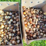 W Rzeszowie ruszyła akcja "Pola nadziei" 5 - Polskie Radio Rzeszów W Rzeszowie ruszyła akcja "Pola nadziei" - Polskie Radio Rzeszów