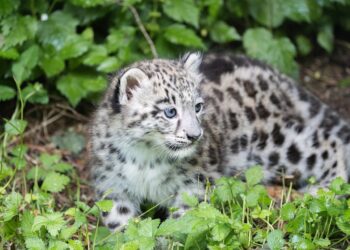 23 października – Międzynarodowy Dzień Pantery Śnieżnej