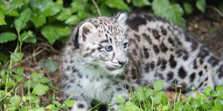snow leopard baby 8060809 1280