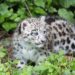 snow leopard baby 8060809 1280