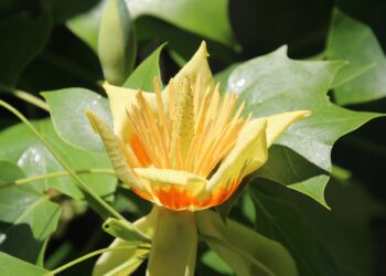 W&nbsp;Dębicy zasadzono drzewo Pendereckiego