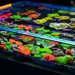 Akwarystyka morska, czyli podwodny świat ryb i koralowców - Polskie Radio Rzeszów