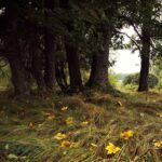 Rozstrzygnęliśmy konkurs fotograficzny "Złota jesień 2023" - Polskie Radio Rzeszów