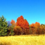 Rozstrzygnęliśmy konkurs fotograficzny "Złota jesień 2023" - Polskie Radio Rzeszów