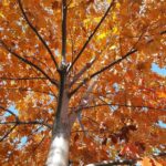 Rozstrzygnęliśmy konkurs fotograficzny "Złota jesień 2023" - Polskie Radio Rzeszów