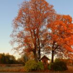 Rozstrzygnęliśmy konkurs fotograficzny "Złota jesień 2023" - Polskie Radio Rzeszów