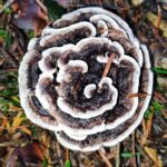 Rozstrzygnęliśmy konkurs fotograficzny "Złota jesień 2023" - Polskie Radio Rzeszów