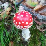 Rozstrzygnęliśmy konkurs fotograficzny "Złota jesień 2023" - Polskie Radio Rzeszów